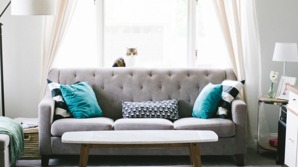 Cat with window behind couch